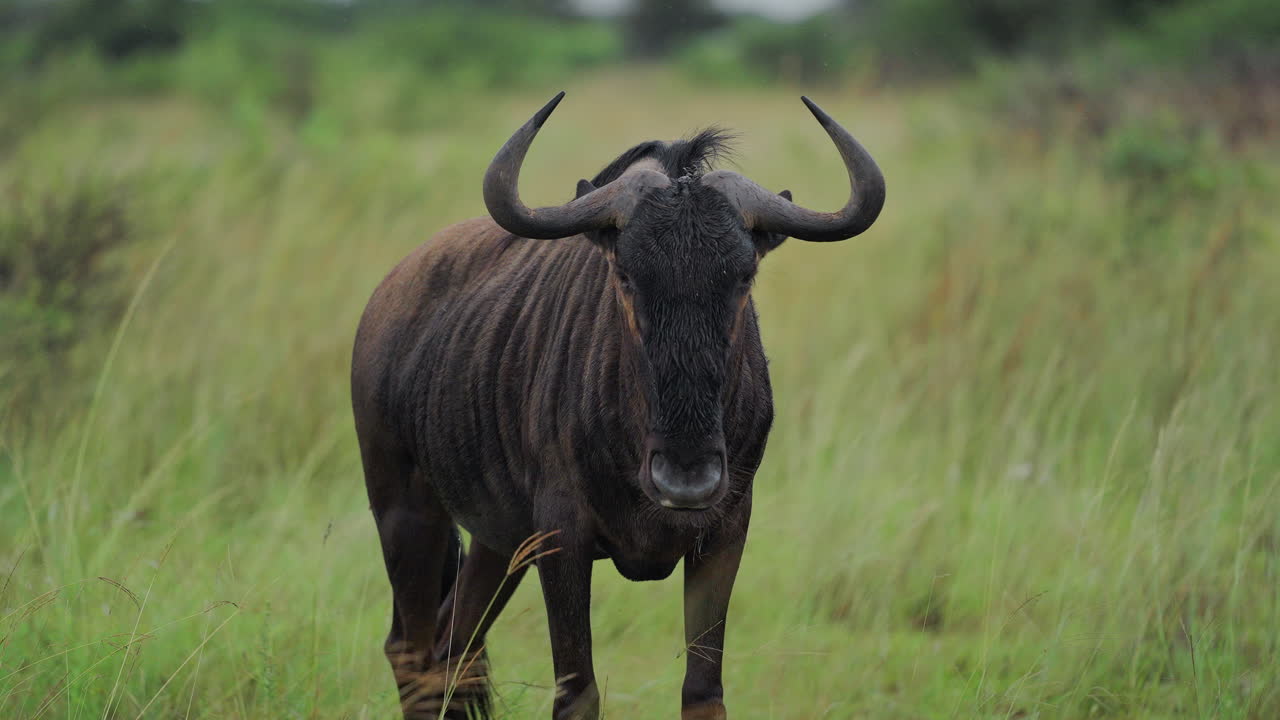 Wildebeest in a Grassland