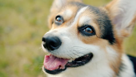 happy corgi in the grass