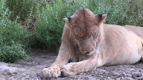 el primer plano de un joven león macho con cicatrices en la cara se acuesta para tomar una siesta bajo el ardiente sol africano.