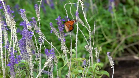 a single monarch butterfly flaps its wings and flies away