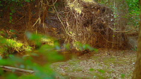 Exuberante-Paisaje-Selvático-Interior