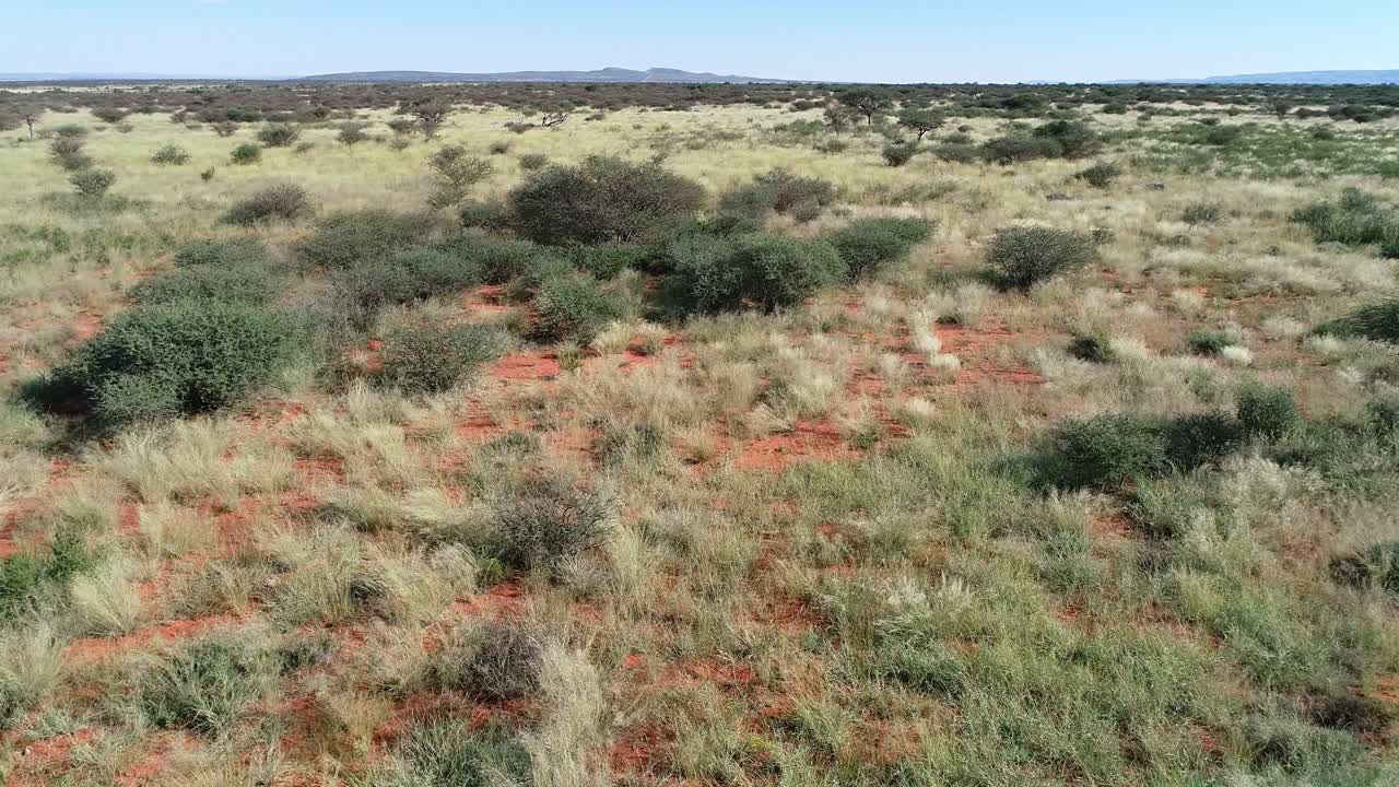 Flyfoto av afrikansk savanne med spredte trær og gress på rød Kalahari-sand, sørlige Afrika.