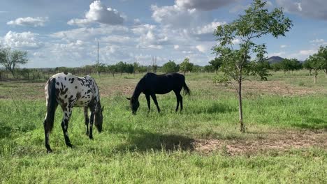 Dos-Caballos-Pastando-En-El-Desierto-De-Mexico