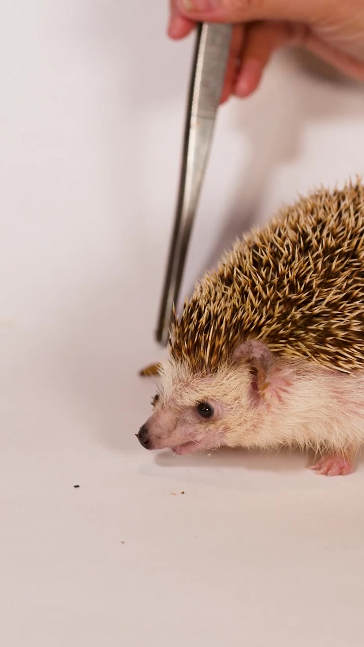 Primo piano di un riccio che mangia un verme della farina dalle pinzette