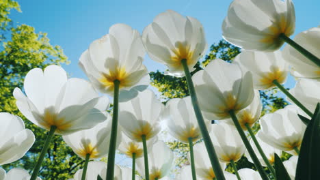 Weiße-Tulpen-Gegen-Blauen-Himmel