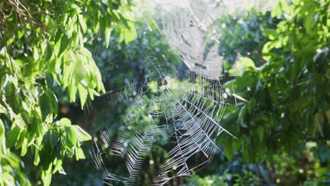 rack focus showing 3 different spiders in their webs waiting for prey to get stuck