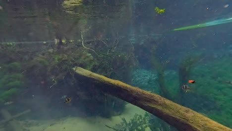 serene underwater scene with fish and seaweed