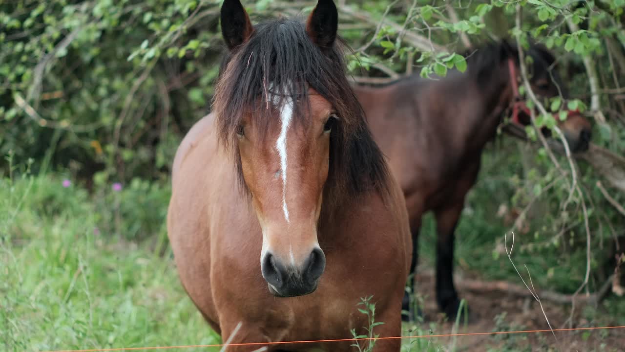 A beautiful Horse Staring at the Camera, while another horse stays behind him