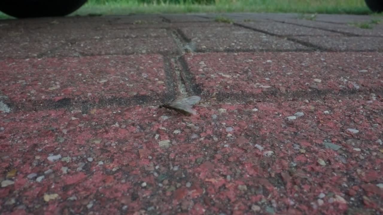 Formiche nere che si muovono su piastrelle rosse in condizioni di scarsa illuminazione, macro, rallentatore, evidenzia la linea