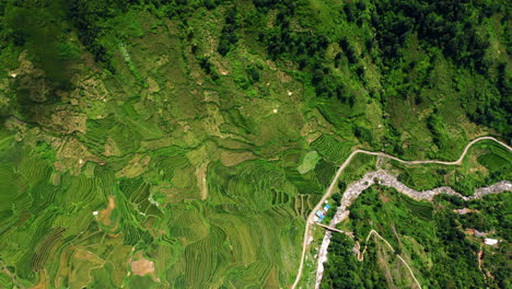 imágenes de drones de 4k de los hermosos campos de arroz