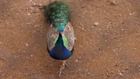 colorful peacock on dirt zoo enclosure