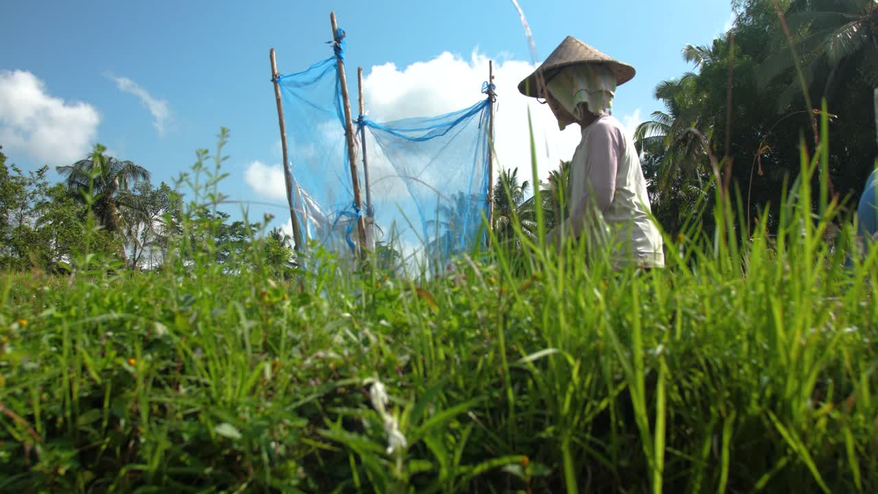 Farm worker working in a paddy field, doing traditional hand harvesting of rice in Ubud, Bali Indonesia