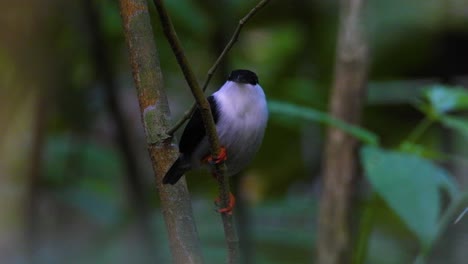 Ein-Weißbärtiger-Manakin,-Der-Auf-Einem-Schlanken-Ast-Im-Dichten-Grün-Des-Tayrona-Nationalparks-In-Kolumbien-Thront