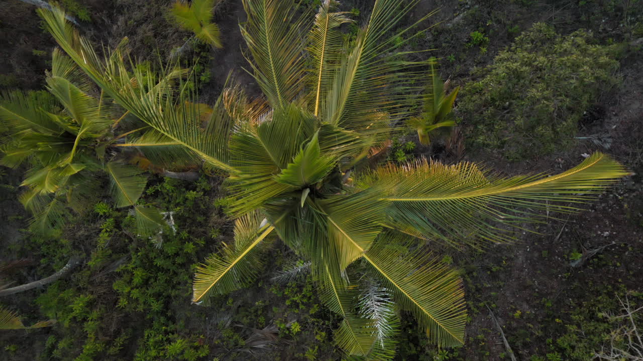 vista aérea de un avión no tripulado de palma volando sobre el bosque tropical por encima del dosel hermoso paisaje verde