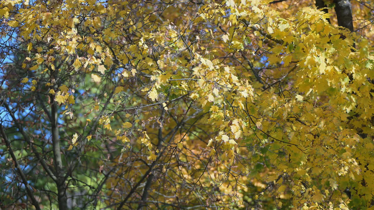 Golden autumn leaves on tree branches