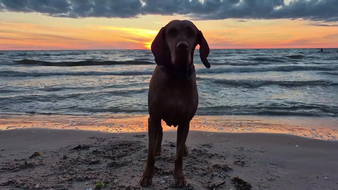 Altın Rengi Gün Batımında Denizde Oynayan, Dalgaların Arasından Zıplayan ve Yaz Akşamının Keyfini Çıkaran Macar Vizsla Köpeği. Mutlu, Aktif Köpek Anlarını, Doğayı, Okyanusu, Plajı ve Gün Batımı Işığını Yakalayan Statik Video.