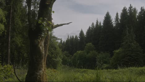 4k view from the edge of the forest shot on the sony a7siii + ronin rs 3