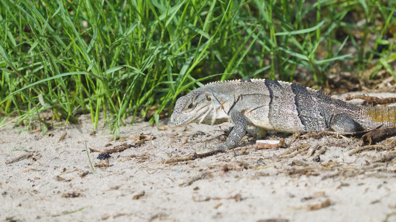 Iguana Feeding and Eating Sand Fleas on Beach 5