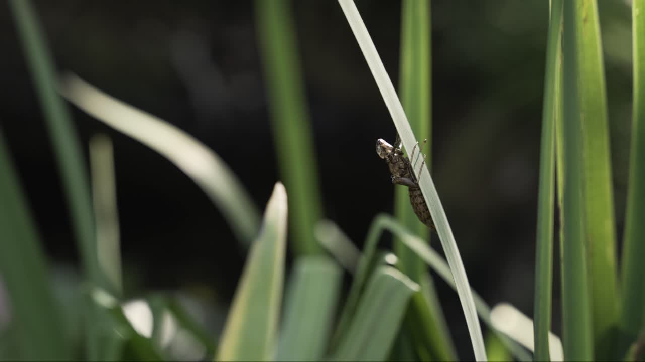 insecto solitario sentado en un tallo de hierba alta, macro vista de primer plano