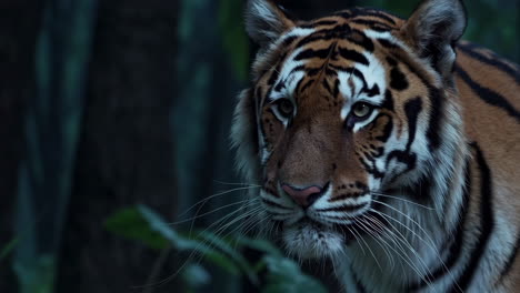 tiger in a rain forest at night