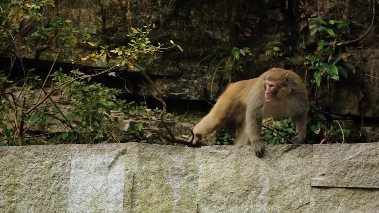 Macaque walks along a stone ledge beside forest in Zhangjiajie, China