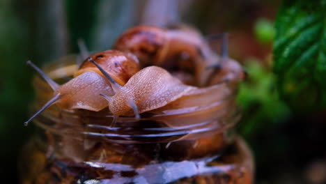 Macro-shot-of-garden-snails-trying-to-climb-out-of-jar,-common-pest