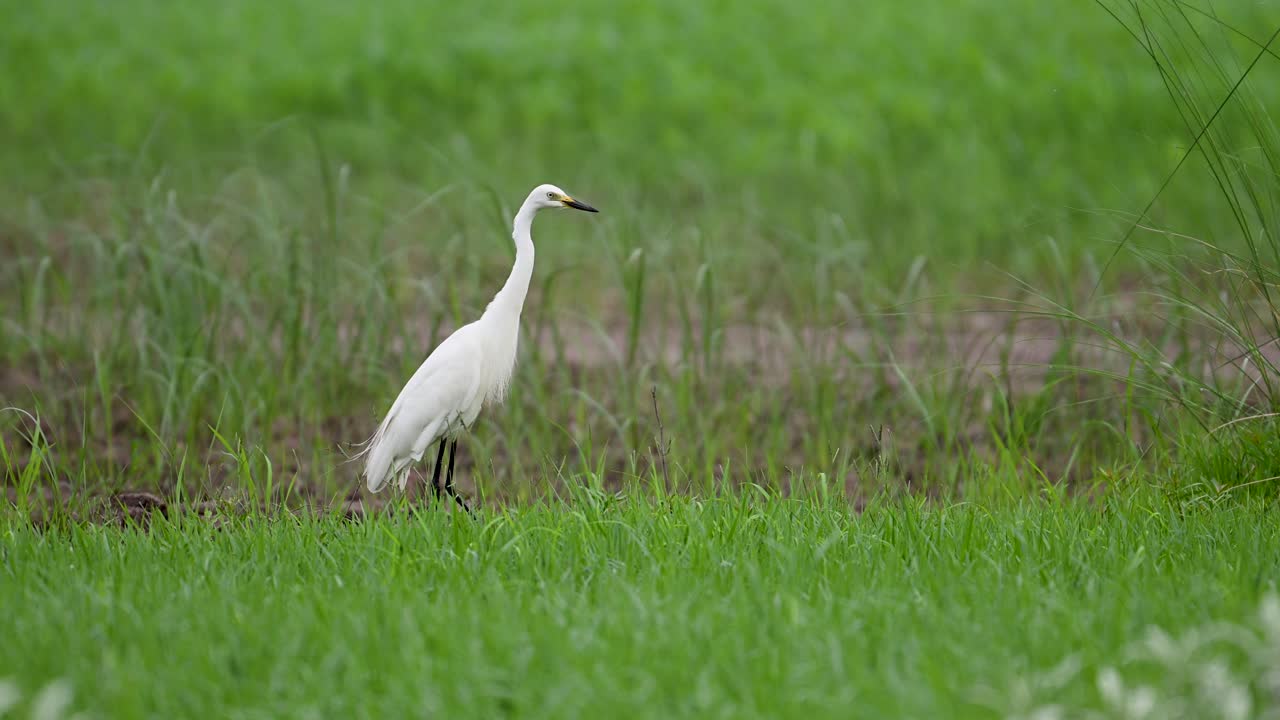 Graceful Little Egret watches attentively for prey in expansive green field