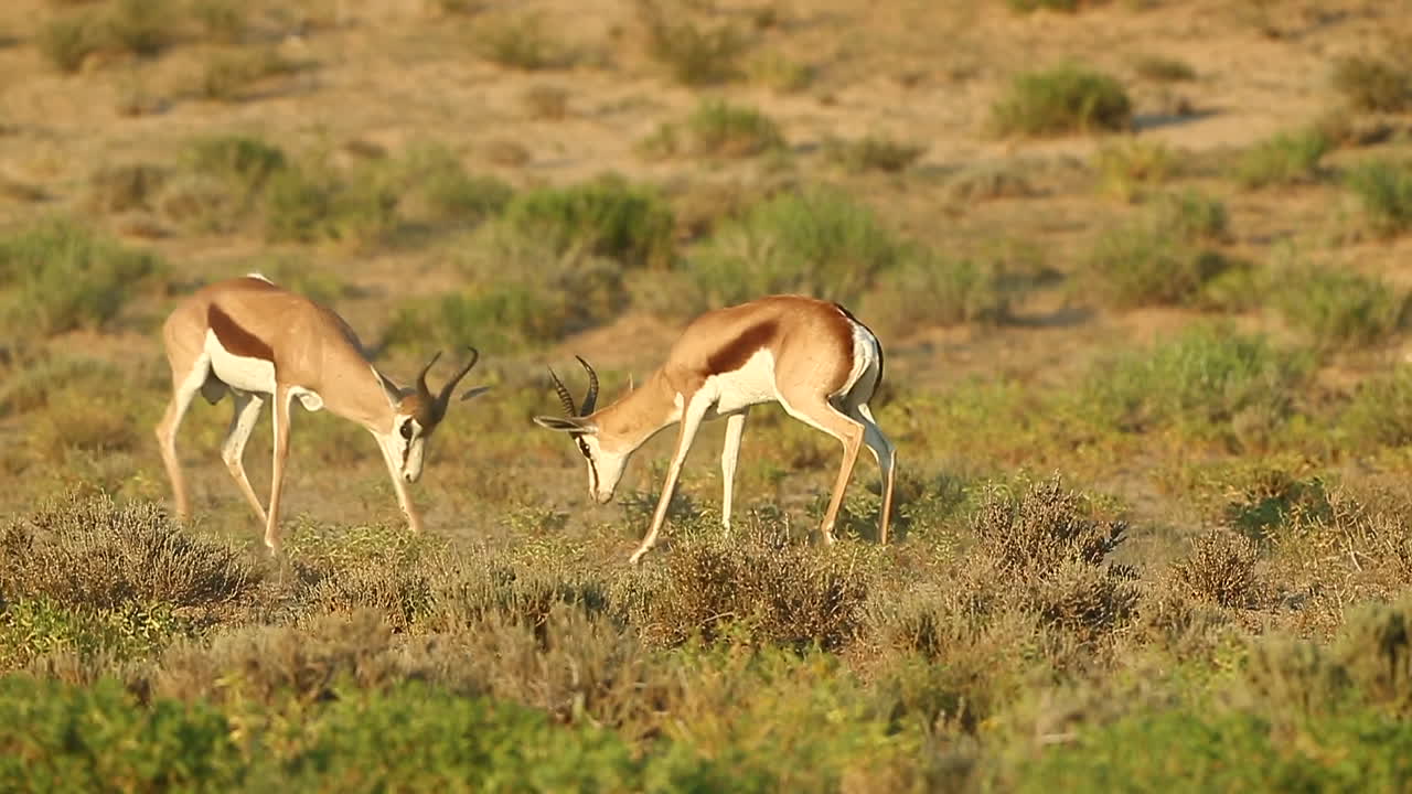 dos springbok spar entre sí en el gran kalahari