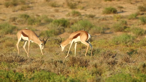 two springbok spar with each other in the greater kalahari