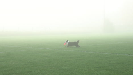 perro border collie jugando y atrapando un disco freesbie en el parque en la mañana brumosa