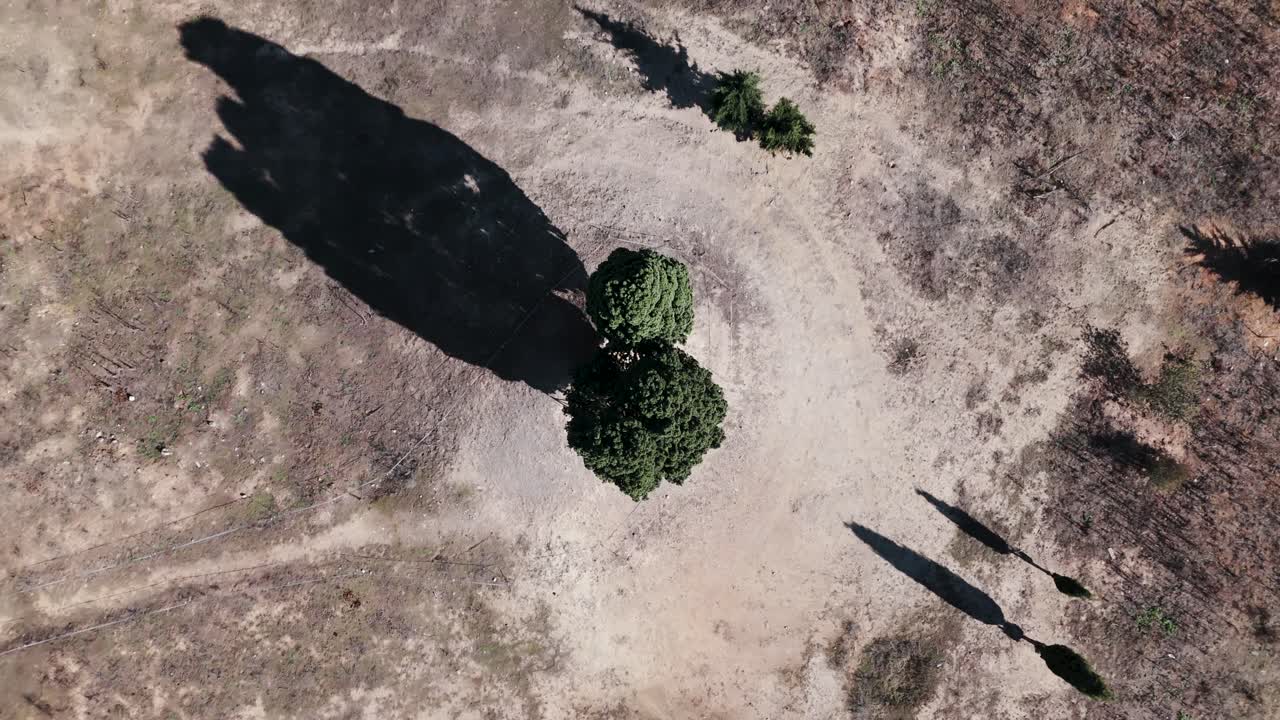 피라미드 모양 의 왕관 을 가진 인상적 인 상록색 사이프러스 나무 들