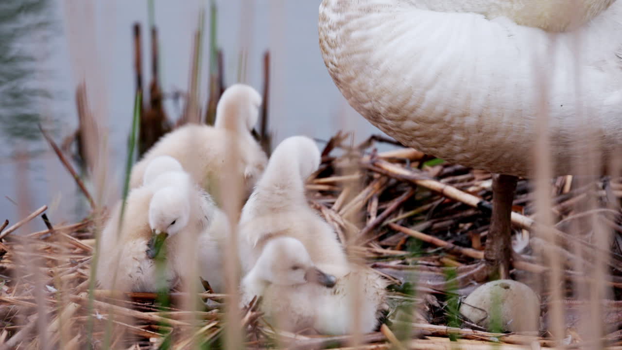 A gentle swan mother cradled in her nest with her cygnets all around.