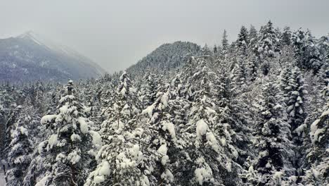 Schöner-Schneeszenenwald-Im-Winter.-Überfliegen-Von-Schneebedeckten-Kiefern.