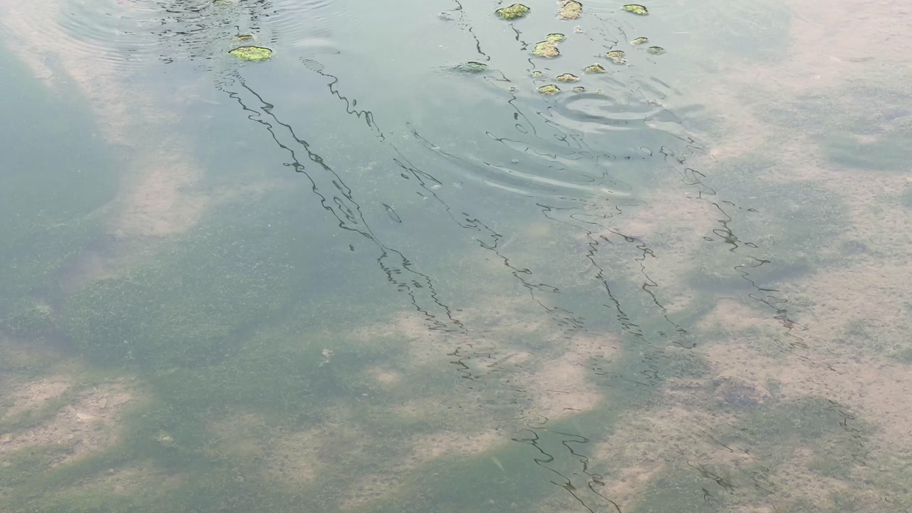 Close-up view of algae spreading across the bottom of a freshwater pond. Sunlight reflects on the surface while underwater vegetation and filamentous algae can be seen clearly.