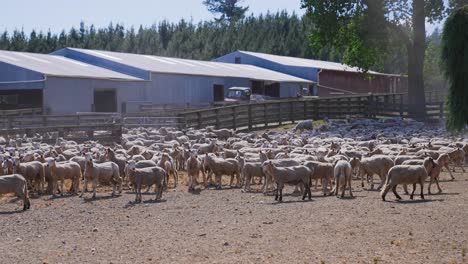 large herd of sheep standing in fenced paddock near farm building, sandy soil, running away