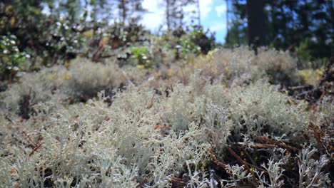 closeup of white lichen in a forest