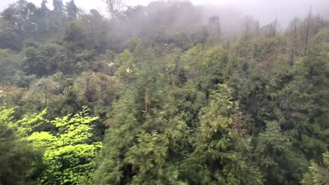 Cubriendo-Una-Vasta-área,-El-Bosque-De-La-Montaña-Qingcheng-Se-Caracteriza-Por-Una-Exuberante-Vegetación,-Que-Incluye-Imponentes-árboles-Centenarios,-Vibrantes-Plantas-Con-Flores-Y-Delicados-Helechos.