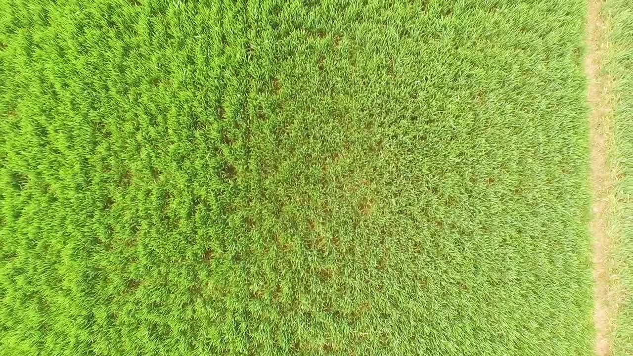 revelación aérea de un campo de cultivo que muestra marcas de neumáticos de tractor a medida que la revelación se hace más amplia.