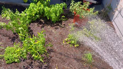 Garden plants being watered in sunny weather