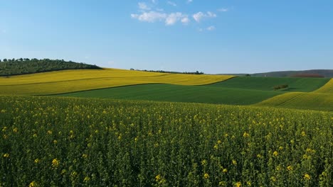 Drone-shot-of-a-blooming-rapeseed-plantation-at-a-hilly-environment,-flying-at-a-low-altitude