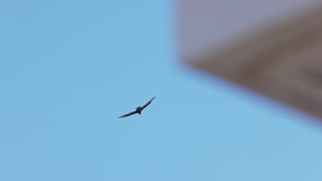 large falcon bird flying in slow motion