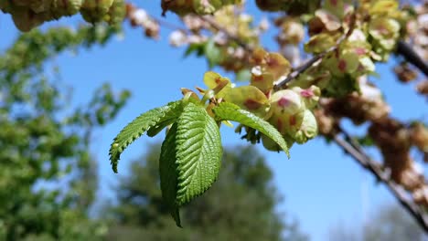 Ein-Sehr-Ungewöhnlicher,-Aber-Sehr-Schöner-Blühender-Baum