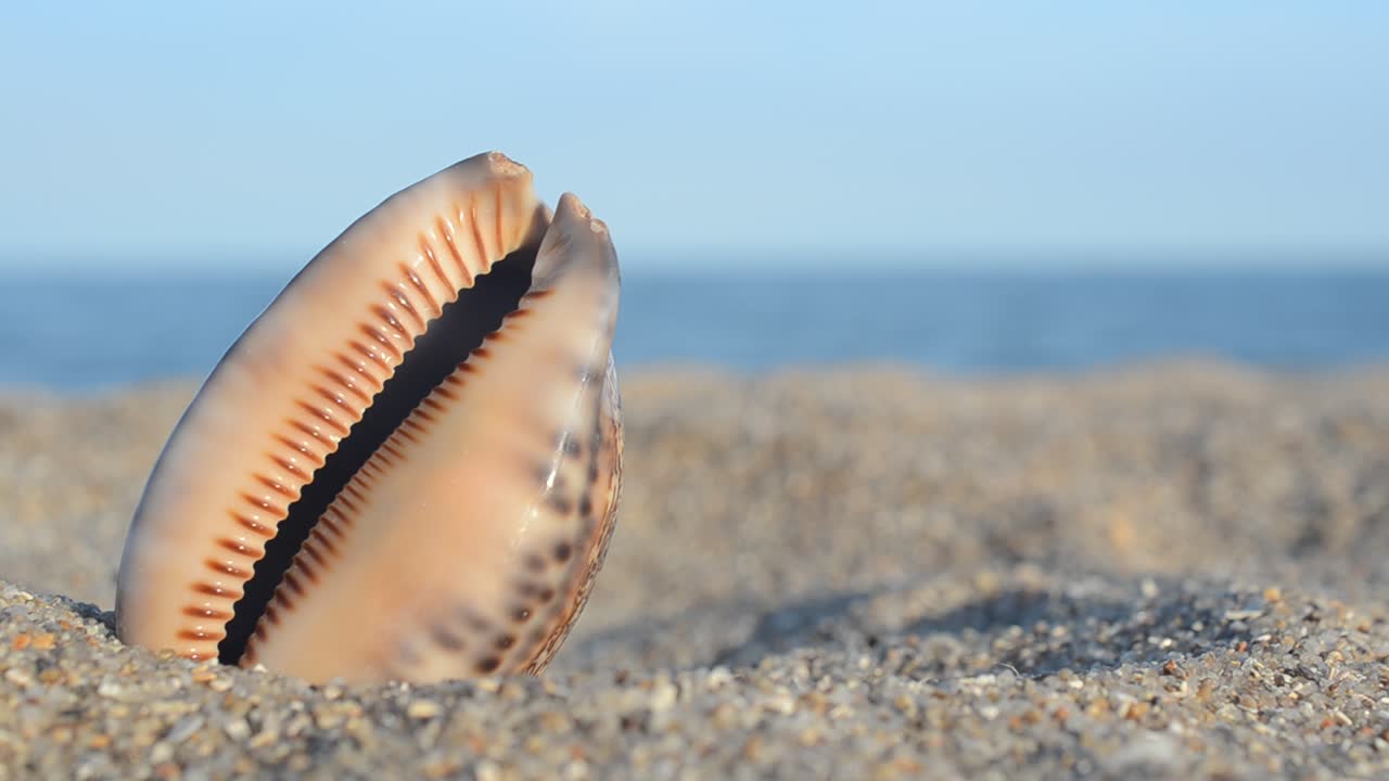 Sea cockleshells on the beach. Shooting on the beach