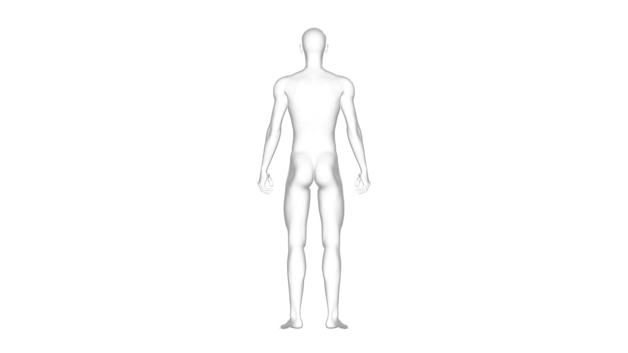 hombre, cuerpo humano masculino, modelo de marco de alambre 3d, sin costura