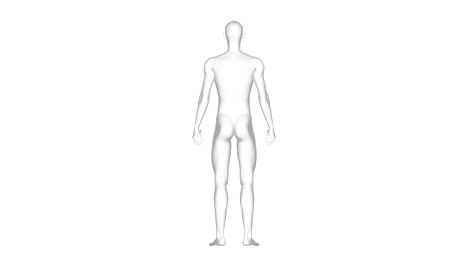 man, male human body, 3d wireframe model, seamless