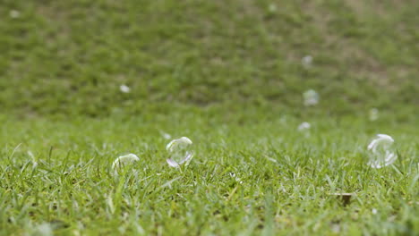 soap bubbles on grass