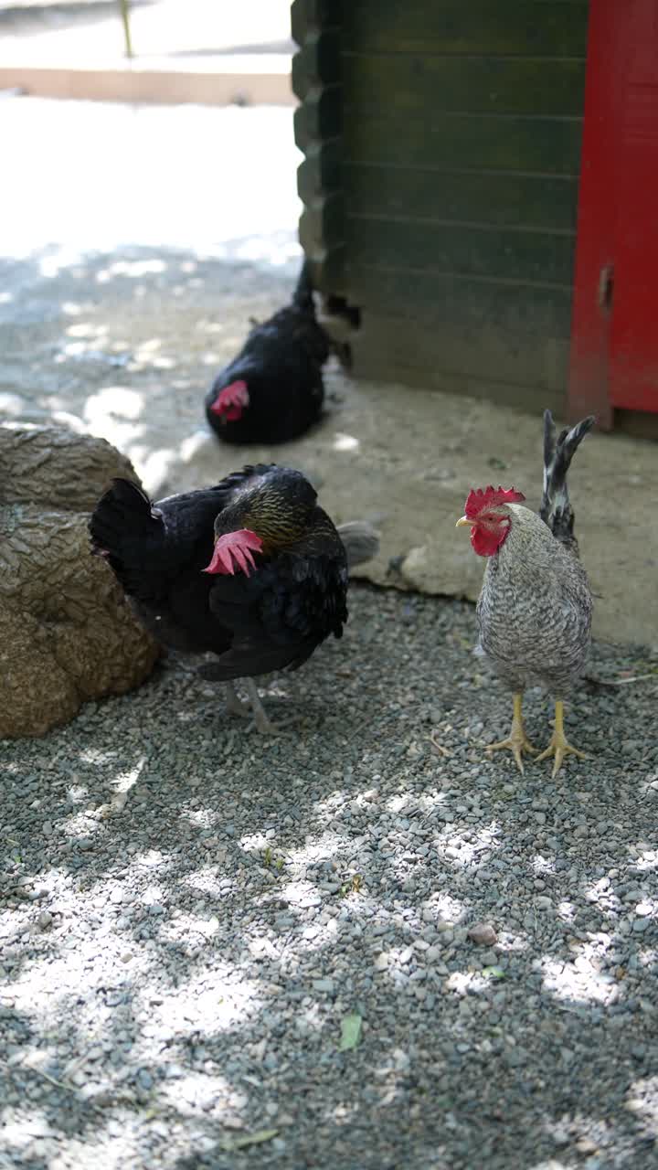 pollos y gallos en un jardín