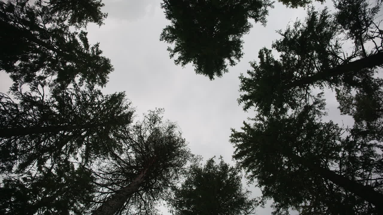 Wide shot of looking up to the tress moving with the wind