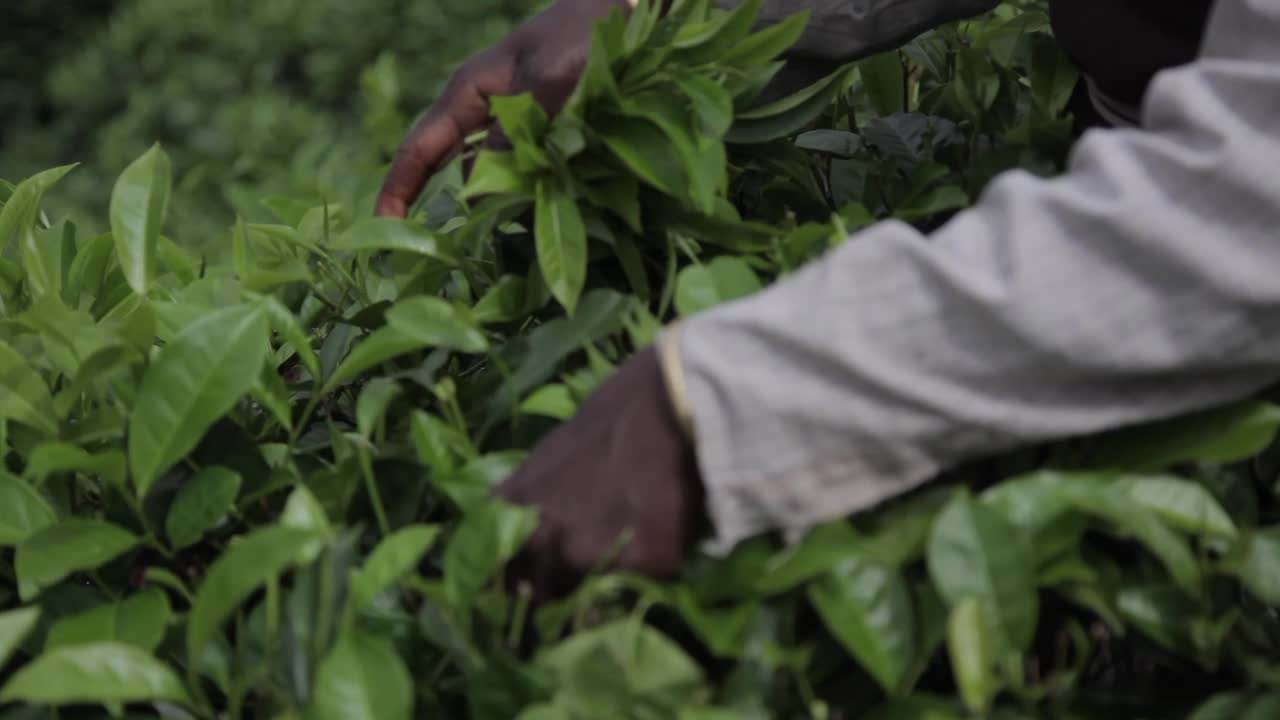 Crop farmer collecting fresh tea plants