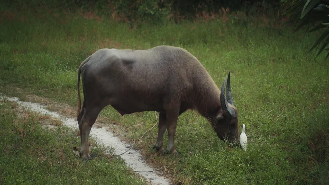 búfalo comiendo hierba en el campo con garcetas blancas caminando